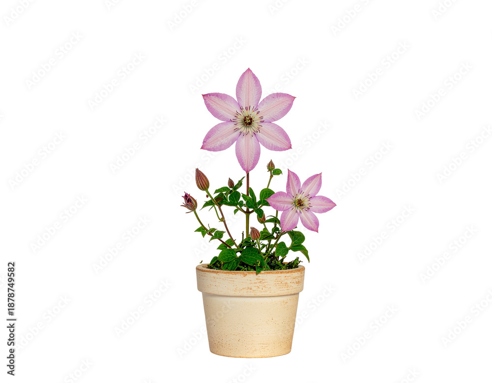 Fototapeta premium Potted pink clematis flowering plant in beige terracotta plant with delicate blooms and lush green foliage