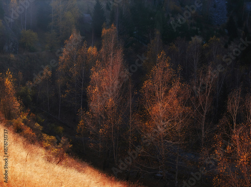 Bright autumn landscape with birch trees and dense forest. Sunlight highlights golden leaves on a dark background, creating a strong contrast and a cozy atmosphere.