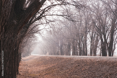 A foggy road surrounded by bare trees in late autumn or winter. A quiet, deserted landscape with dry grass and cloudy sky