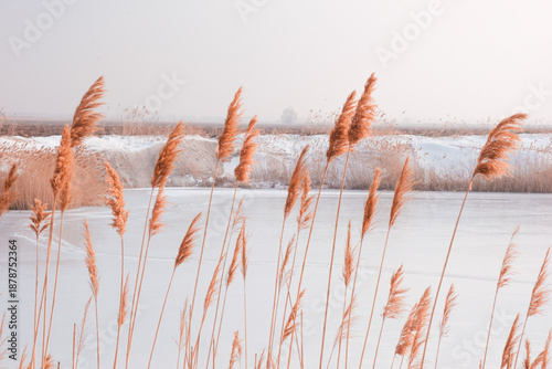 Winter landscape: close-up of dry reeds against the background of a frozen pond covered with snow. Quiet, peaceful nature. Soft tones, natural light