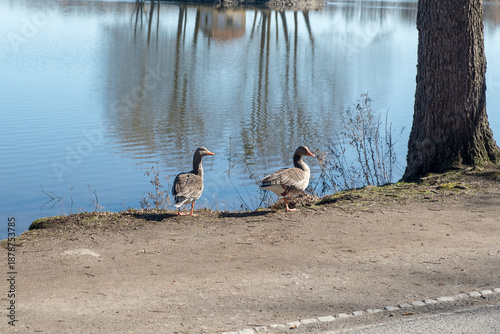 An einem warmen Sommertag laufen ein paar Enten am Seeufer entlang