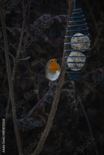 Feeding birds in winter - a robin eats a suet ball in the garden