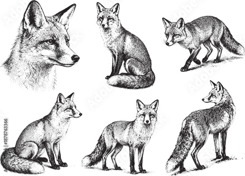 Hand drawn Fox illustration line set poses, detailed sketch vintage ink style