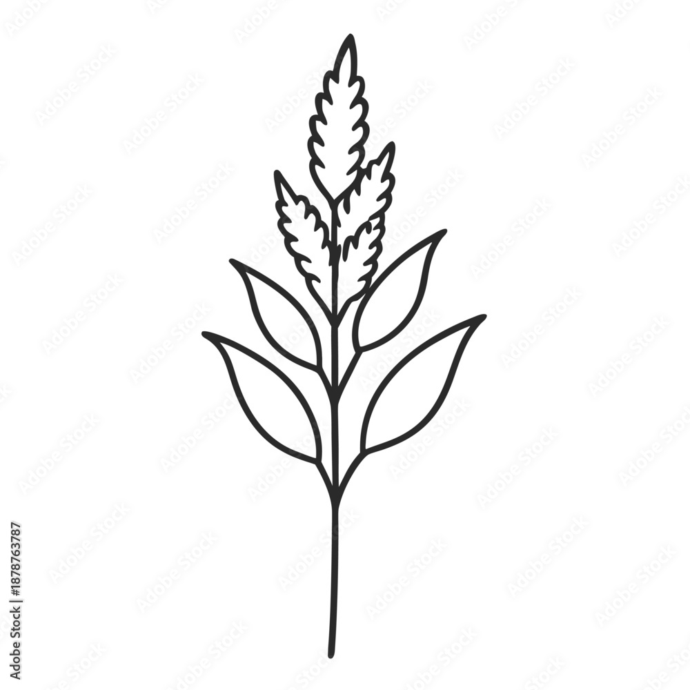 Fototapeta premium minimal astilbe fanal line art on white