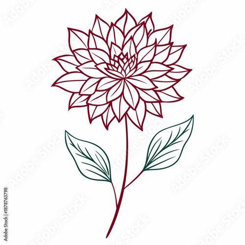 Tableau sur toile astrantia claret line art on white