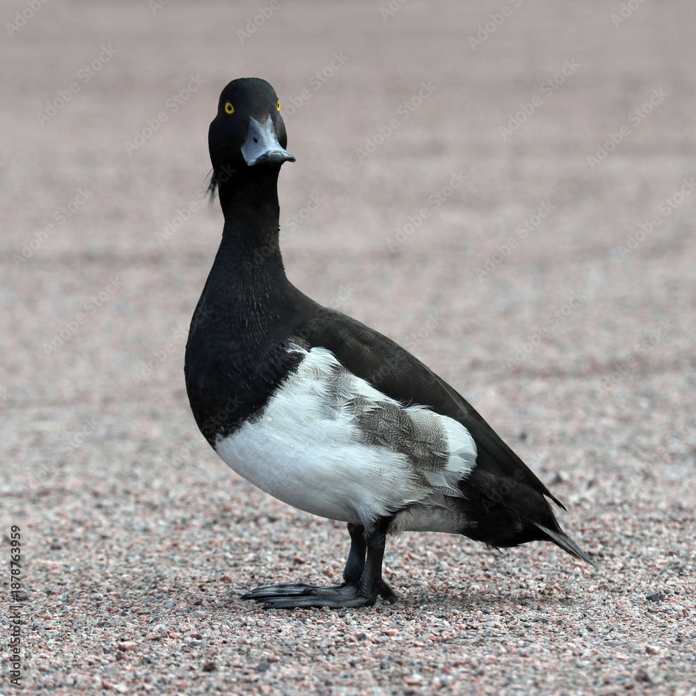 Fototapeta premium Close-up portrait of a male wild Tufted Duck standing on the path of a city park on an overcast autumn day.
