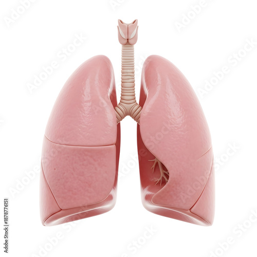 Anatomical model of human lungs and trachea isolated on white background