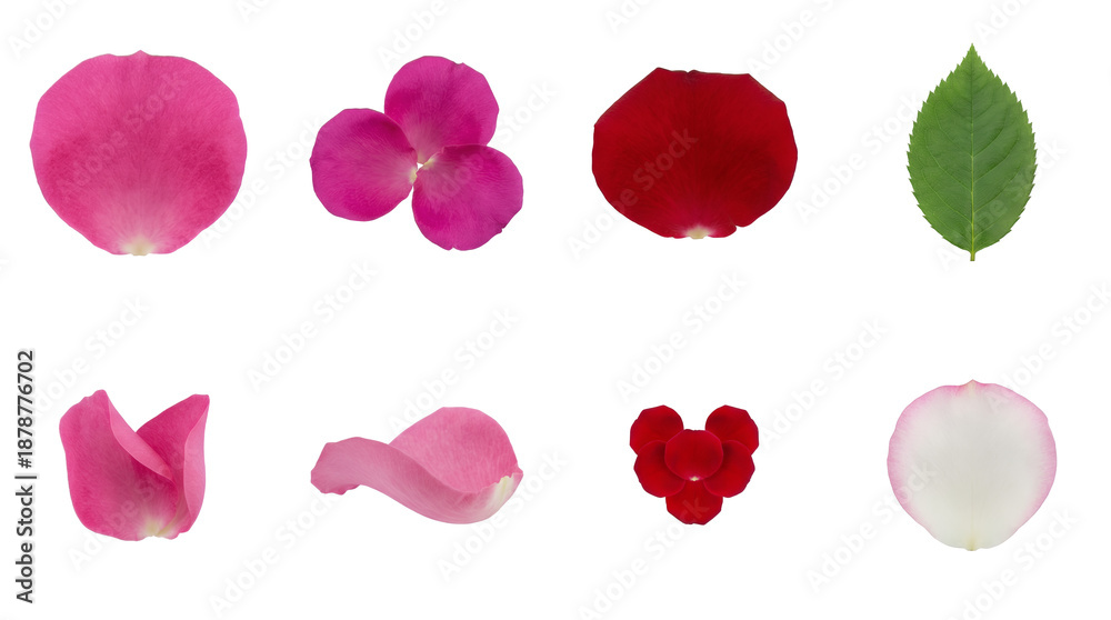 Fototapeta premium Rose petal and leaf set including pink, red, and white floral elements isolated. Romantic decoration and nature collection.