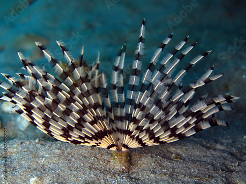 Tube worm