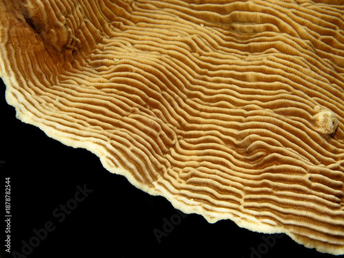 Detail of Castle Coral. ( Pachyseris speciosa)