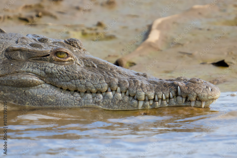 Obraz premium American Crocodile sunning on the banks of Costa Rica