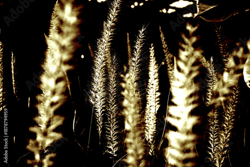 Tableau sur toile Golden pampas grass backlit with high contrast sepia effect