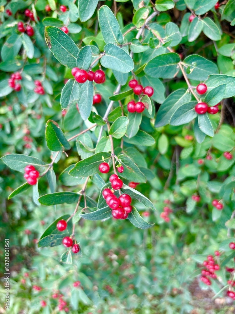 Obraz premium red berries on a bush