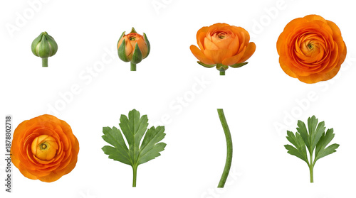 Orange ranunculus flower set including bud, partially open, blooming, stem, and leaf stages isolated. Botanical Persian buttercup collection for floral design.