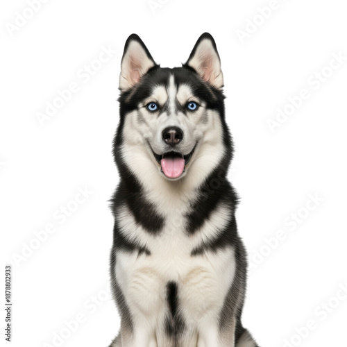 Happy siberian husky isolated on transparent background