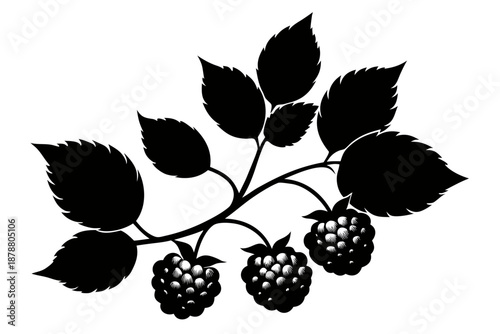 Blackberry branch with leaves and berries in black silhouette