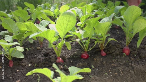 Radishes being harvested. Close-up. Radishes growing in a garden bed. Smooth camera movement along the radish bed. A woman's hand pulls a radish from the ground.