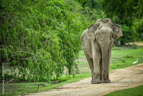 Εκτύπωση καμβά A giant, fearless, wild Sri Lankan elephant (Elephas maximus maximus) walking to