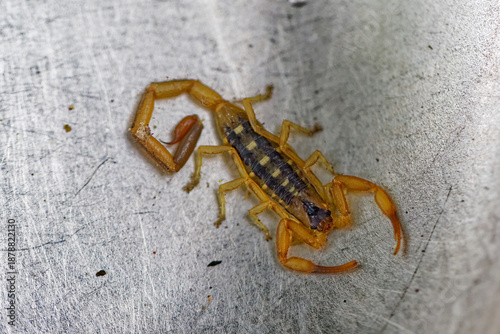 Schwarzer Haariger Dickschwanzskorpion