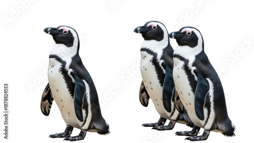 Canvas Print Isolated African penguins standing together, flightless seabirds, marine animals