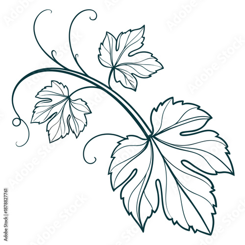 Elegant leaf illustration
