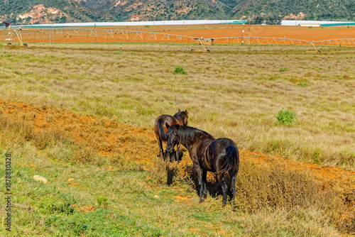 Two horses grazing in field with irrigation boom in the background in the Gamtoos River valley near Patensie in the Eastern Cape, South Africa