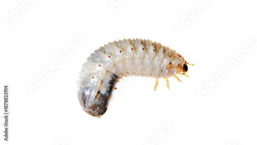 White Grub Beetle Larva Isolated on White Background