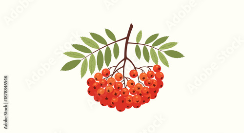 Vibrant vector illustration of a branch with a large cluster of ripe red rowan berries and fresh green leaves, isolated on a light background.