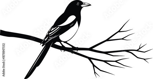 Magpie silhouette, tree branch, perched bird, black illustration, nature scene, long tail, artistic composition, peaceful wildlife, white belly, flying birds, forest detail