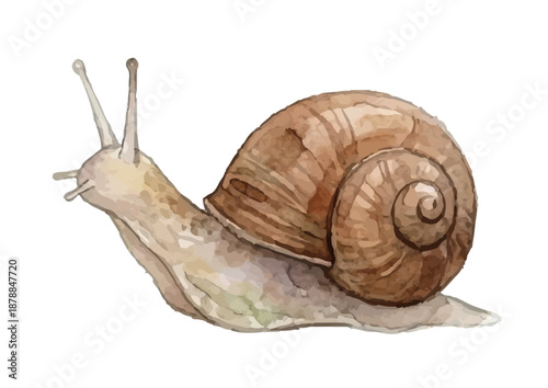 Watercolor-style snail illustration／かたつむり