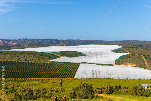 Billede på lærred Large orchards on hillside, some covered with shade cloth as protection against