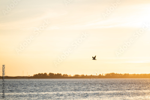 Silhouette of a bird flying over the water with a warm sunset