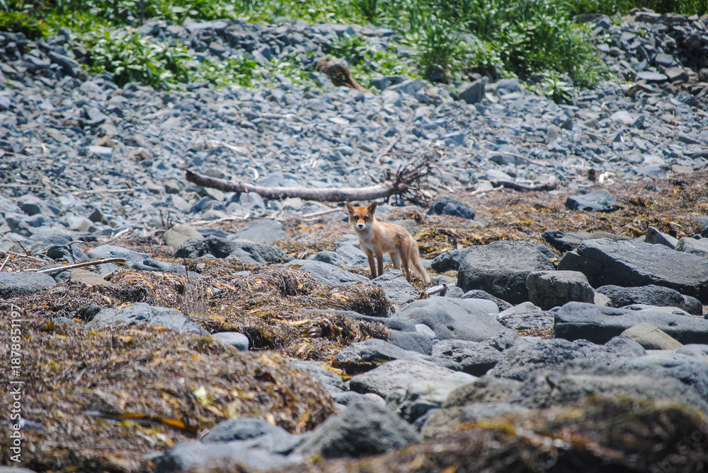 Obraz premium A red fox on a rocky shoreline along the Okhotsk Sea in the Kuril Islands, enjoying a sunny day.