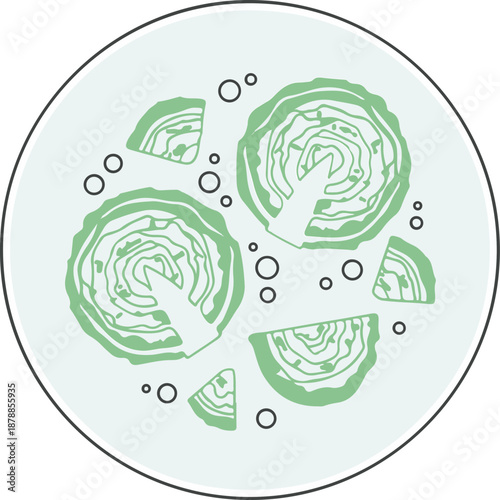 Fresh Cabbage Vector Illustration