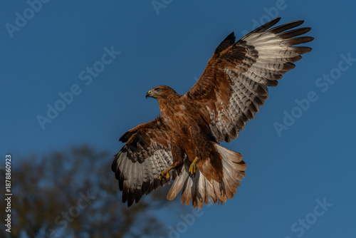 Beautiful The long-legged buzzard (Buteo rufinus) in flight. Gelderland in the Netherlands. Blue sky background. 