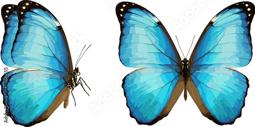 Set of beautiful blue morpho butterflies shown from top and side views, realistic tropical insect vector isolated on white background.