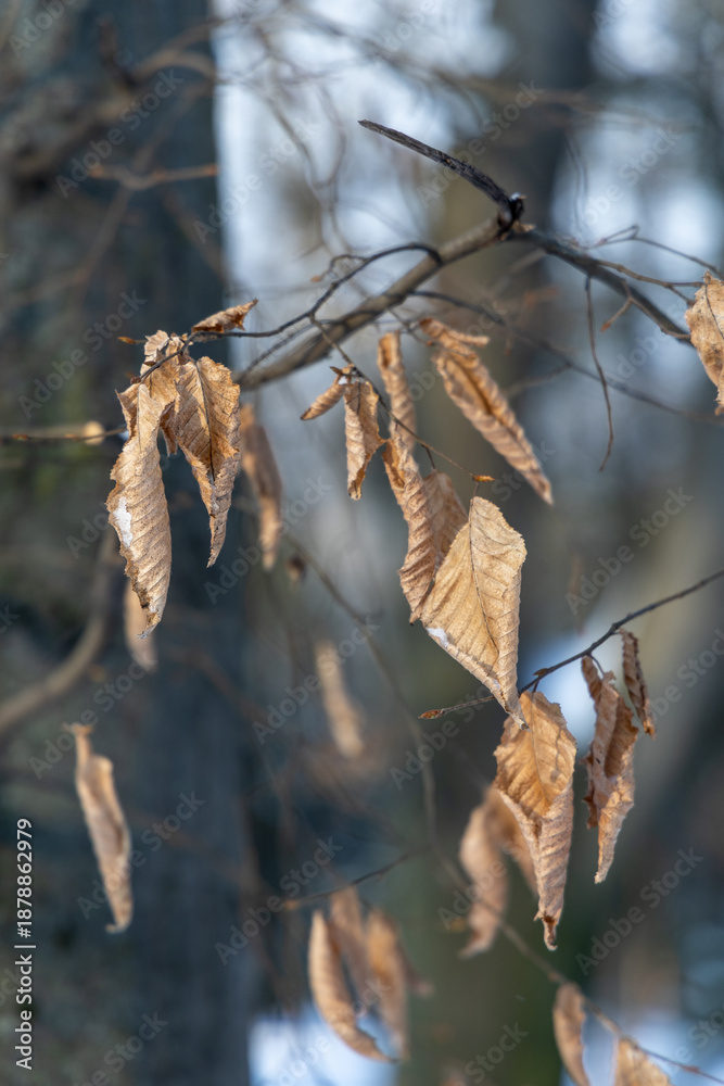 Naklejka premium Dry leaves on a tree in a winter forest