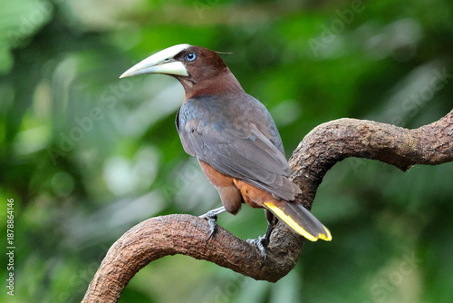 Chestnut-Headed Oropendola perched on twisted branch