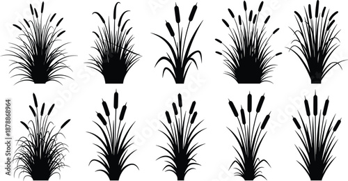 Black silhouettes of cattails on white background plants
