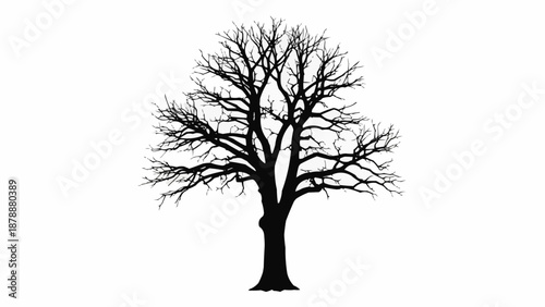 Silhouette of a bare deciduous tree against a white background.