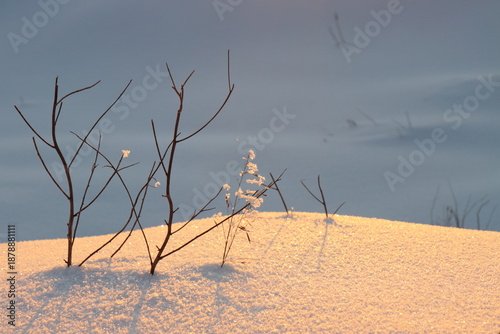 Golden snow and frost on a gray background at sunset in winter