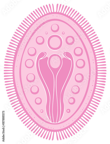 Stylized Pink Paramecium Ciliate Microorganism Illustration