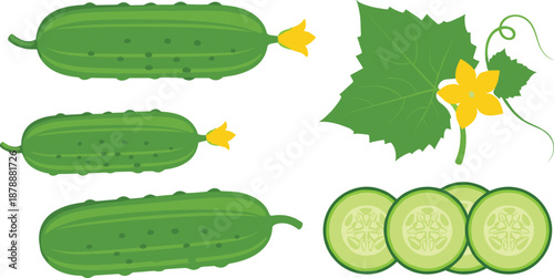 Fresh Cucumber Vegetable Illustration Set with Whole Cucumbers, Sliced Pieces, Leaf, and Flower for Healthy Food and Organic Farming Design