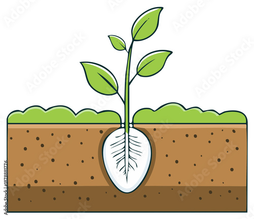 Young seedling with visible roots growing from fertile soil layers