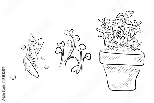 Outline drawing of plants, peas, and growing plants in a pot.