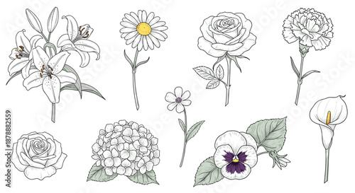 Beautiful collection of detailed flower illustrations including lilies daisy roses carnation hydrangea pansy and calla lily.