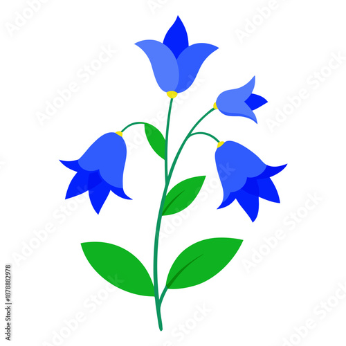  campanula carpatica blue colorful on white background 
