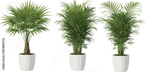 Based on your vector illustration of three lush tropical palm plants in modern white pots, here is the SEO-optimized content.