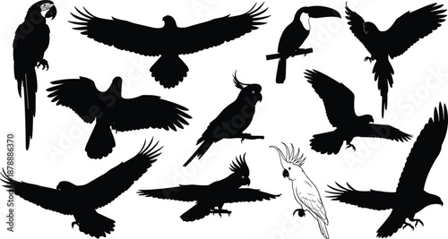 Black bird silhouette icons set with flying eagles tropical parrots perched toucans and cockatoos isolated on white background for wildlife nature design and infographics