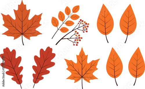 Collection of autumn leaf vector illustrations featuring orange maple leaves, oak leaves, birch leaves, and rowan berries for fall seasonal decoration backgrounds.